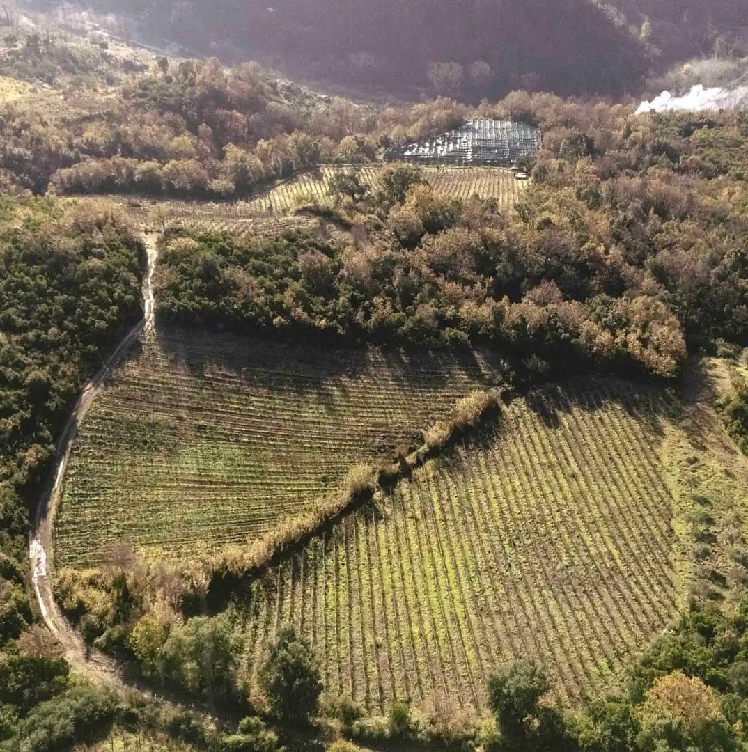 produzione vini di Calabria produzione vini di Calabria