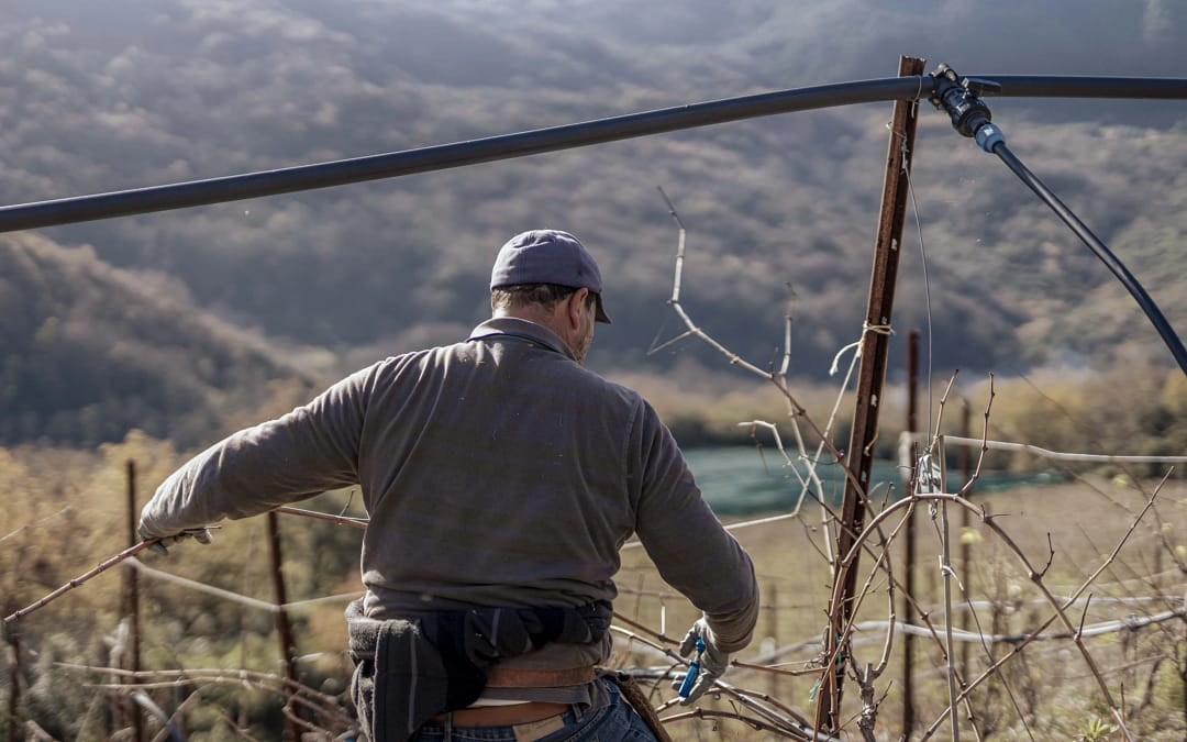 La Potatura: Un Passaggio Fondamentale per la Qualità del Vino